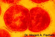 Photo of dividing bacteria