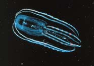 Image of a comb jelly displaying bioluminescence