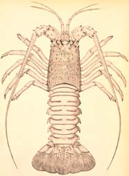 Image of a spiny lobster