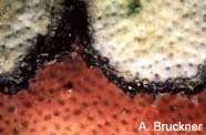 Image of black band disease