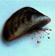 Image of mussel