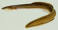 Image of an American eel