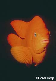 Image of a garibaldi