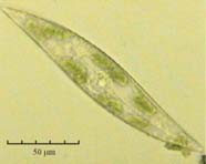 Image of a living diatom