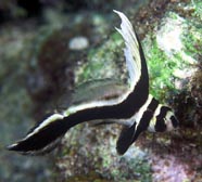 Image of juvenile spotted drum