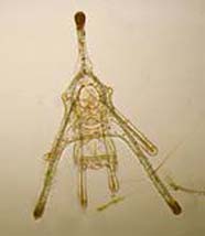 Image of echinopluteus