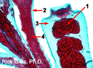 Image of hydrozoan gonangium