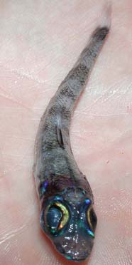 Image of deep sea "greeneye" fish