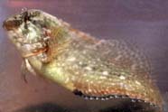 Image of blenny