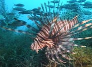 Image of lionfish