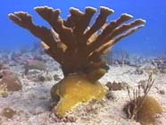 Image of young <i> Acropora palmata </i>