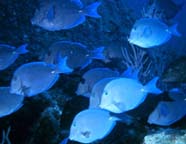 Image of blue tangs