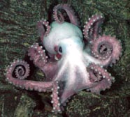 Image of an octopus