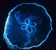 Image of a jellyfish