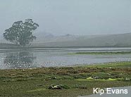 Image of salt marsh