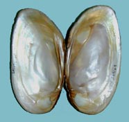 Image of mussel shell nacre