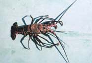 Image of spiny lobster