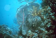 An image of a biologically diverse coral reef