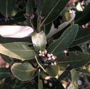 Image of a black mangrove (halophyte)