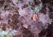 Image of coralline algae