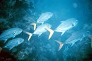 Image of marine nekton (fish)