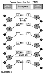 Diagram of DNA