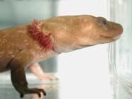 Image of "giant salamander"