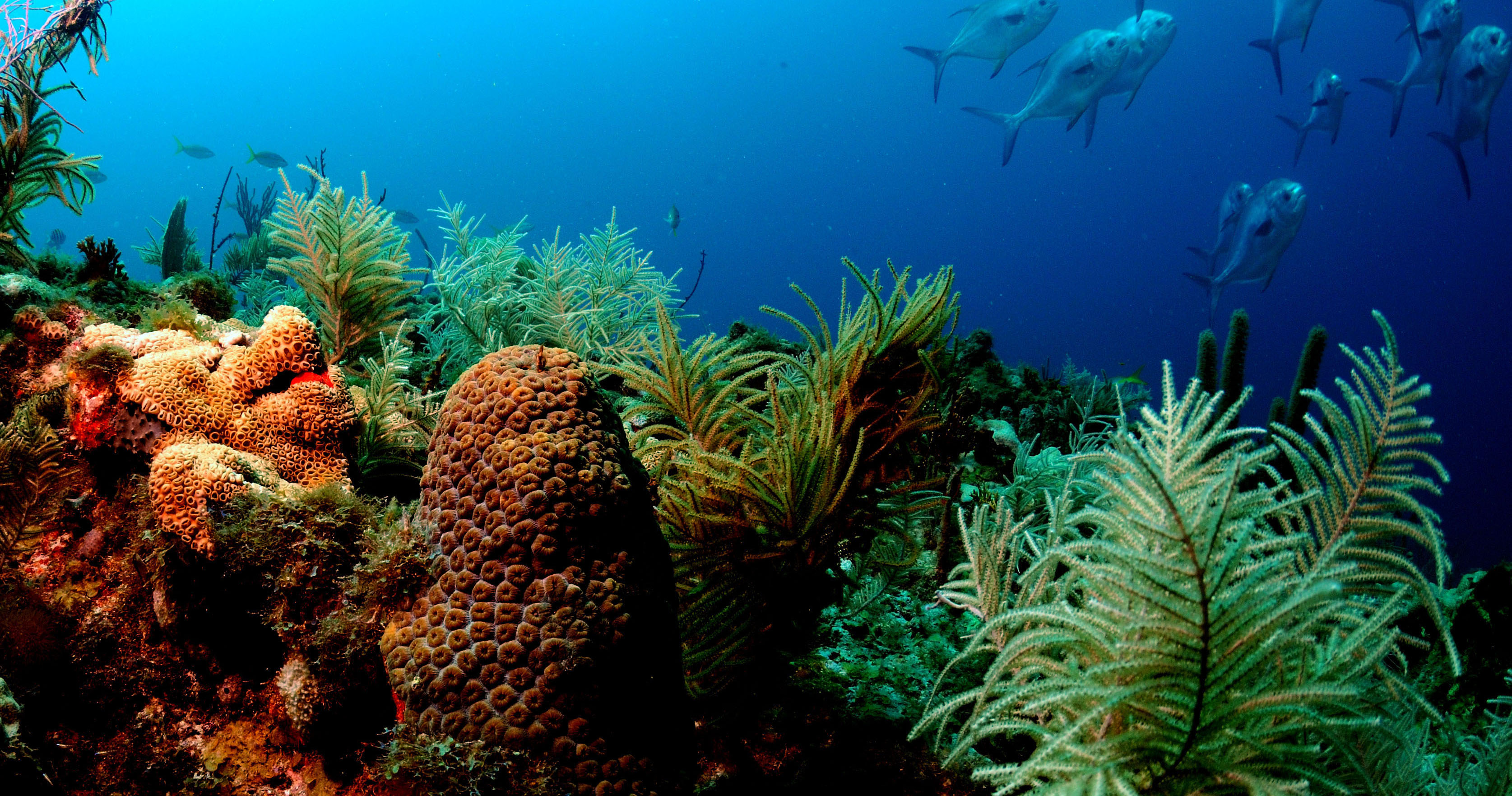 Lagoon and back reef (reef flat zone) with exposed coral heads.