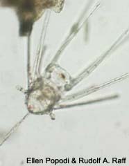 Image of pluteus larva