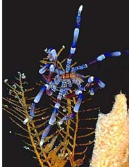 Image of a blue pycnogonid