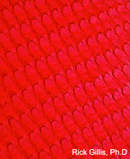 Image of snail radula section