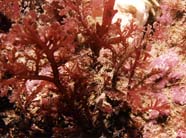 Image of red algae