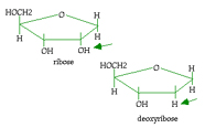 Graphic of ribose structure