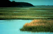 Image of salt marsh