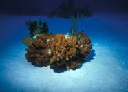 Image of sand flat with patch reef