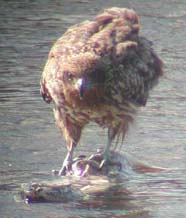 Image of feeding falcon