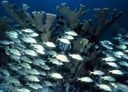Image of school of reef fish