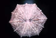 Image of coral polyp skeleton