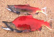 Image of male and female sockeye salmon