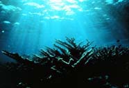 Image of staghorn coral