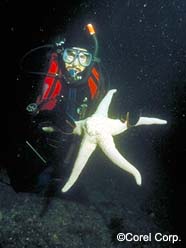 Image of diver holding starfish