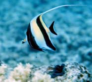 Image of Moorish idol