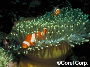 Image of clownfish w. anemone