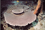 Image of <i>(Acropora)</i> coral