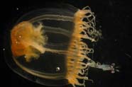 Image of jellyfish