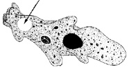 Graphic of ameba vacuole