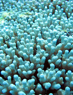 A close-up of A. granulosa from American Samoa. Photo copyright Douglas Fenner.