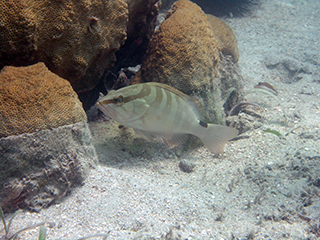 Nassau grouper in coral reef habitat off the coast of St. John, USVI