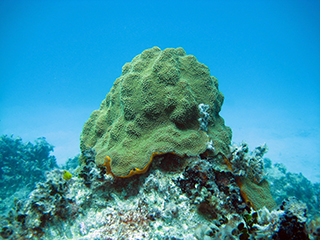 Coral habitat off the coast of St. Croix, USVI