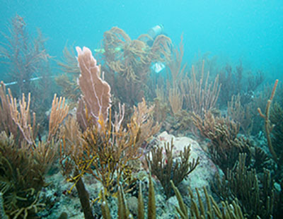 SCUBA diver on a Puerto Rico reef